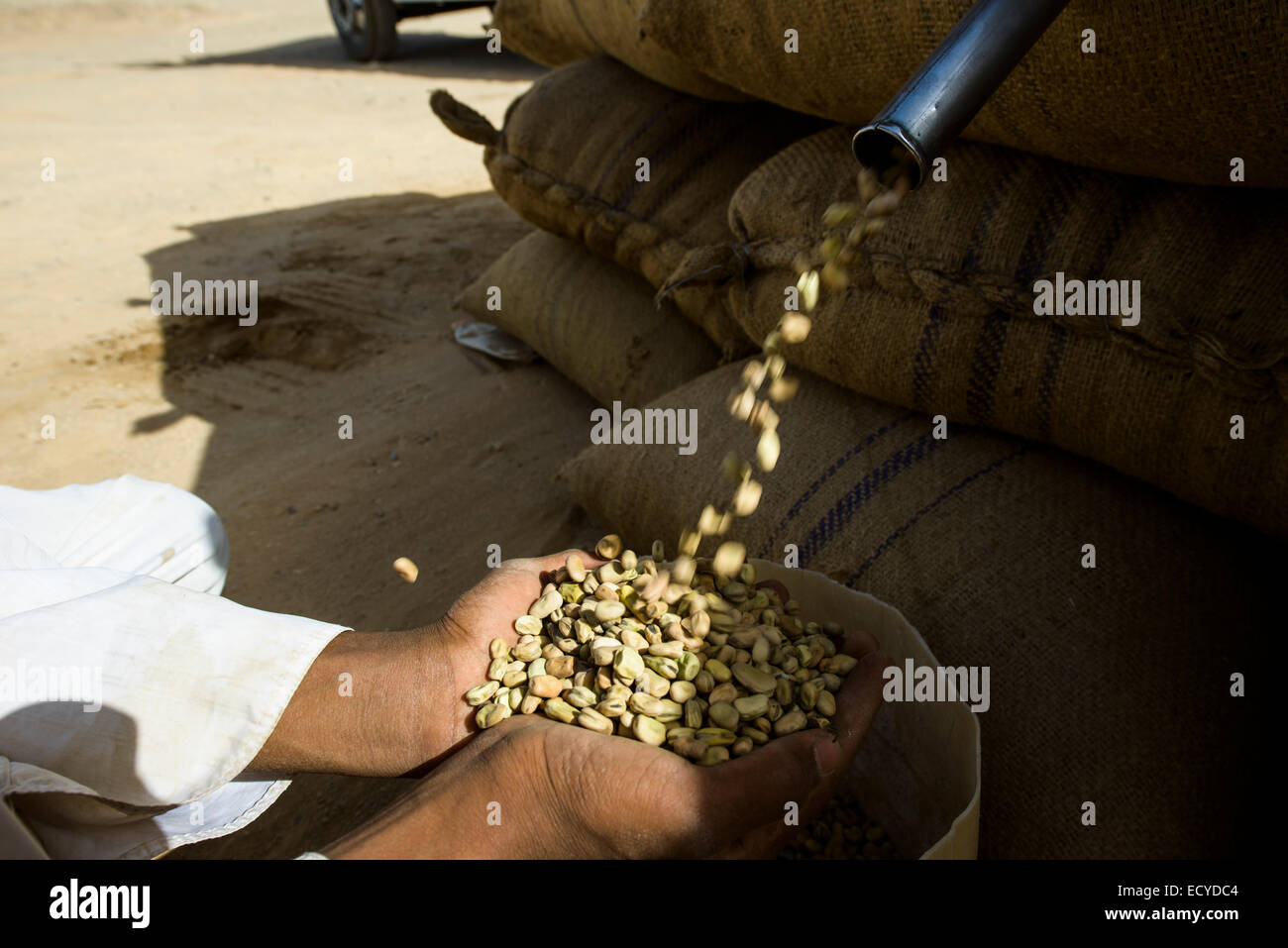 Taking out faba beans from a sack, Sudan Stock Photo
