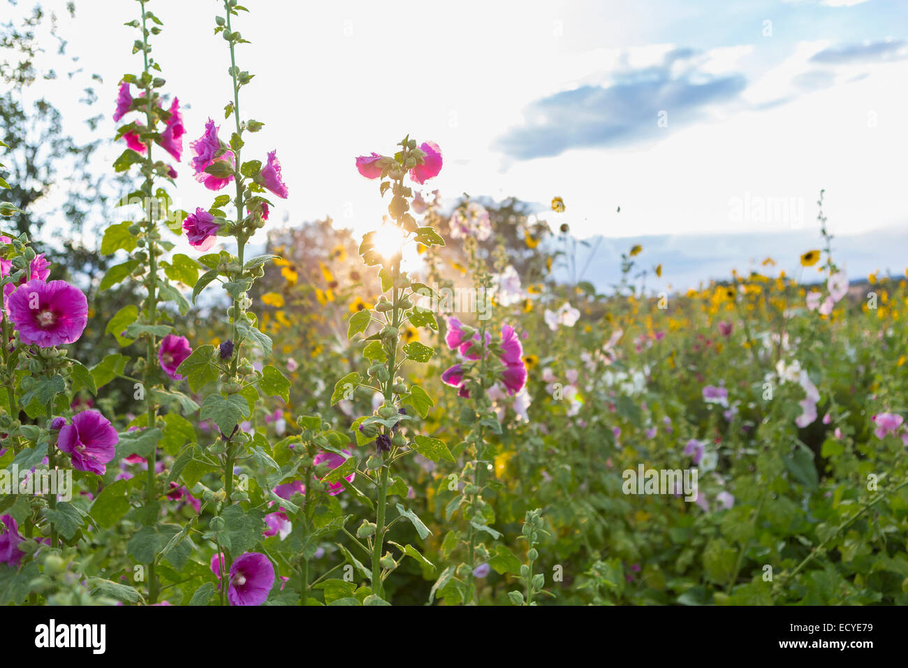 Wildflowers growing in field Stock Photo Alamy