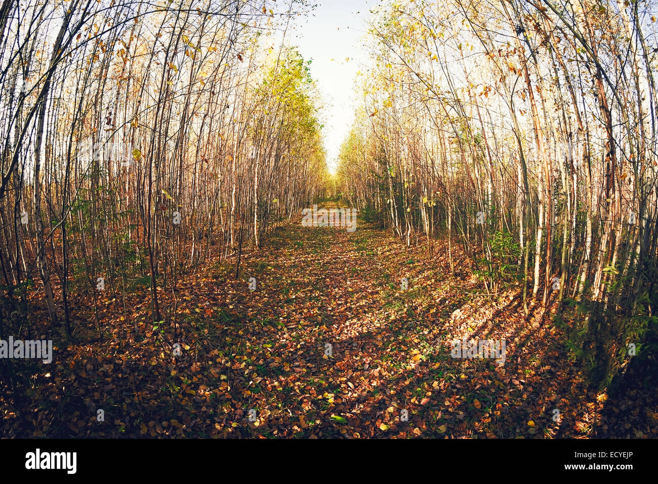 Fish-eye lens view of path in forest Stock Photo