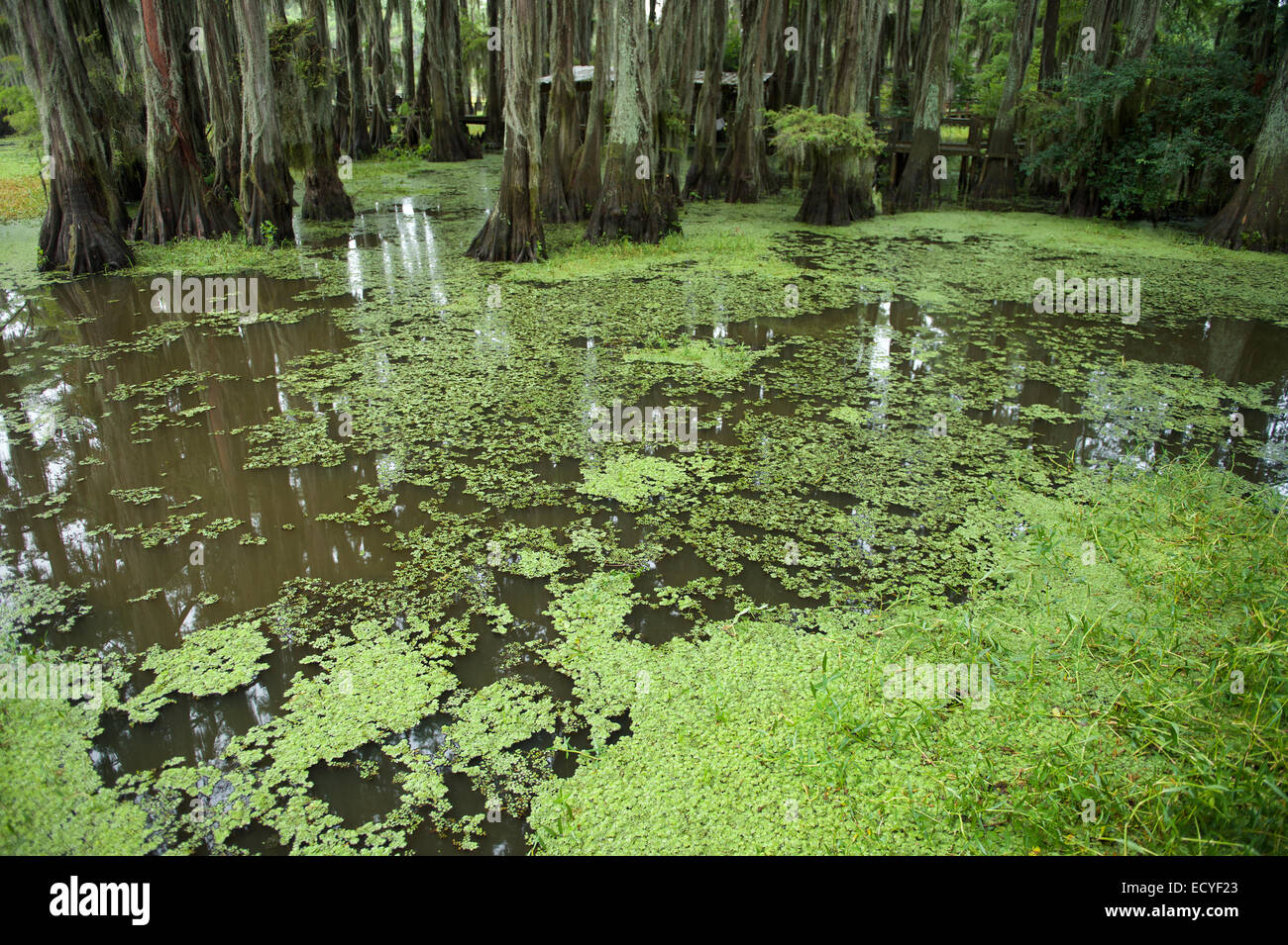 Classic bayou swamp scene of the American South featuring bald cypress trees with green water in Caddo Lake Texas Stock Photo