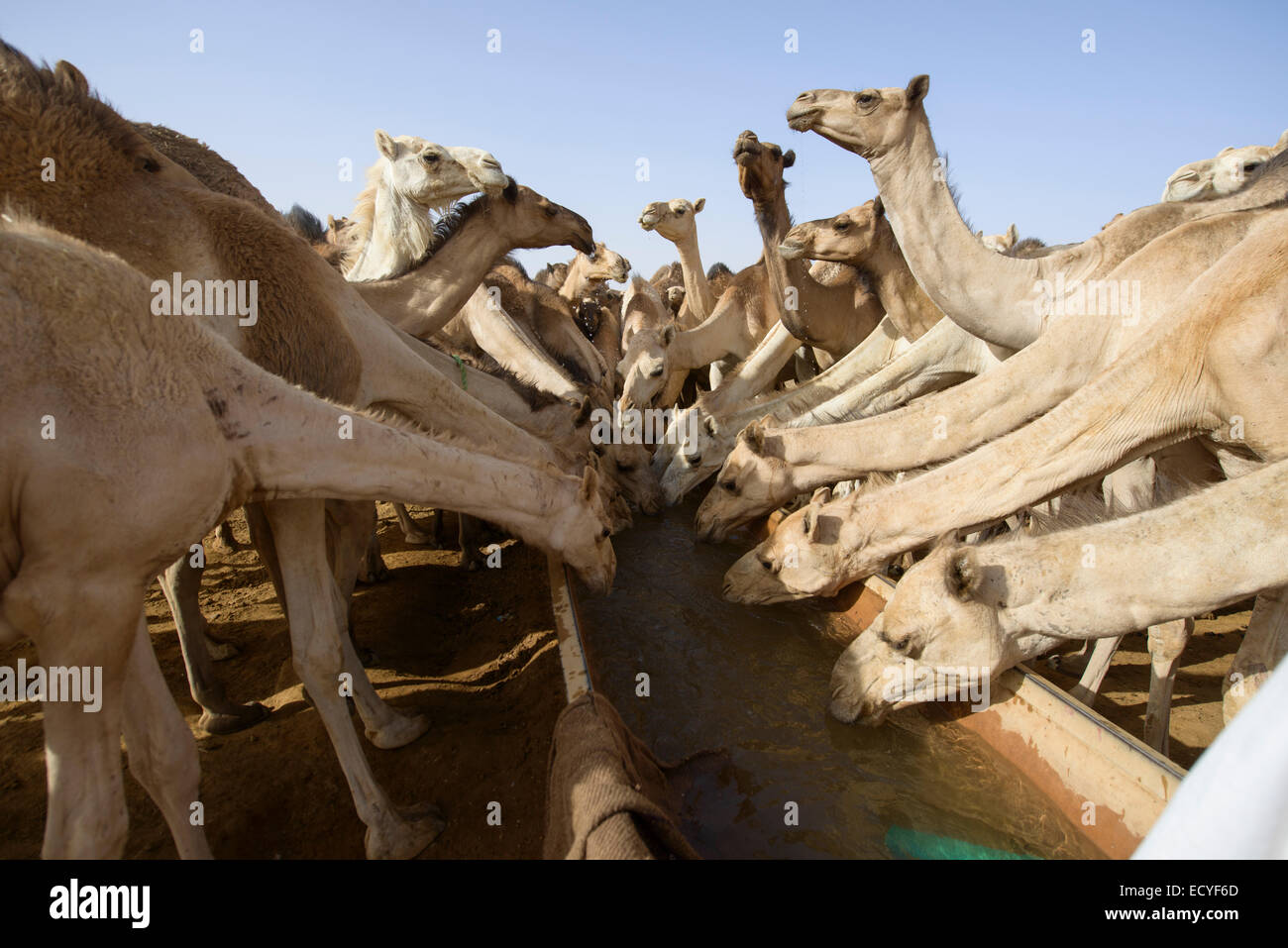 Camel herd of the Sahara desert, Sudan Stock Photo