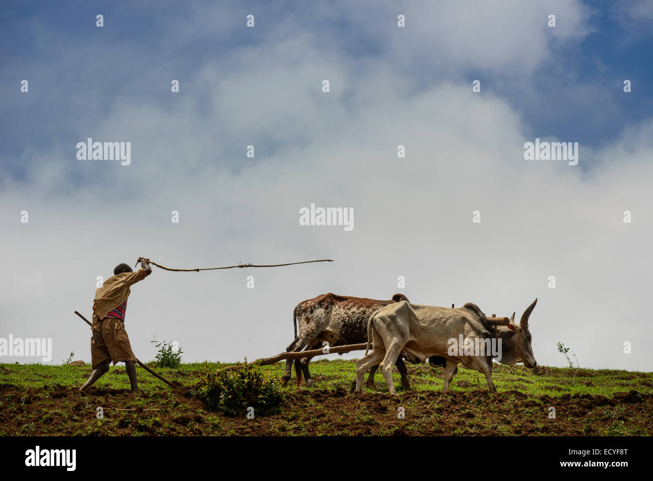 A Tigrayan man working in his field, Simien Mountains, Ethiopia Stock Photo