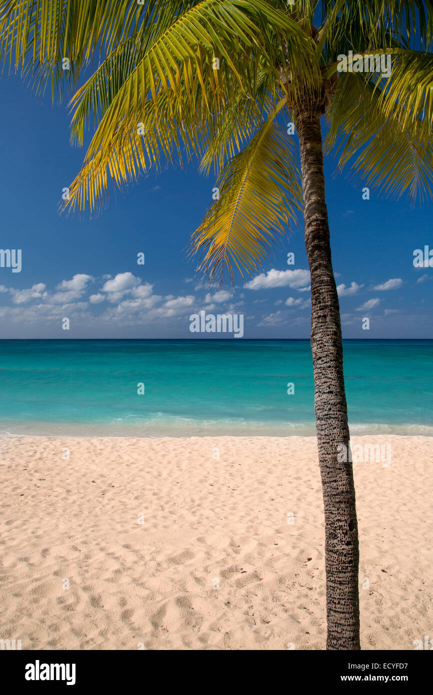 Palm trees along Seven-Mile Beach, Grand Cayman, Cayman Islands, West Indies Stock Photo