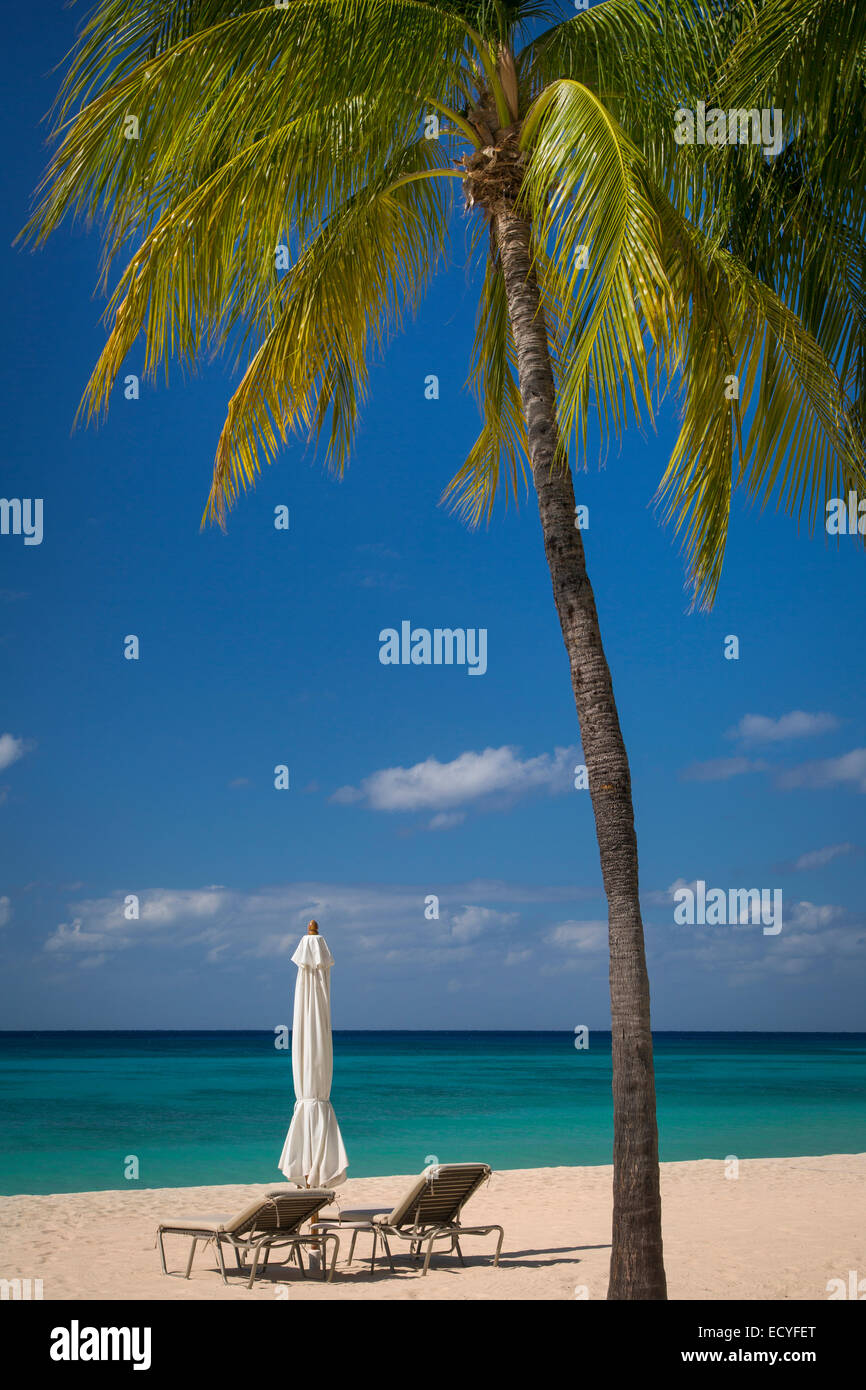 Palm tree along Seven-Mile Beach, Grand Cayman, Cayman Islands, West Indies Stock Photo