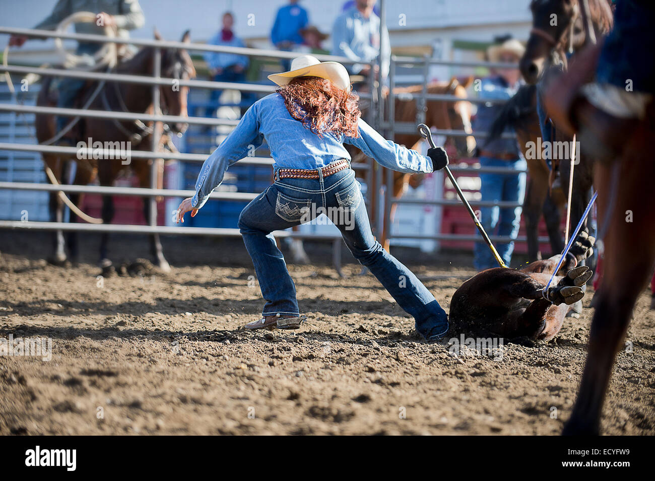 Caucasian cowgirl tying horse in rodeo on ranch Stock Photo
