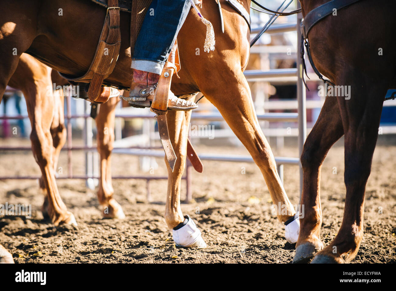 Woman riding horse on ranch hi-res stock photography and images - Alamy