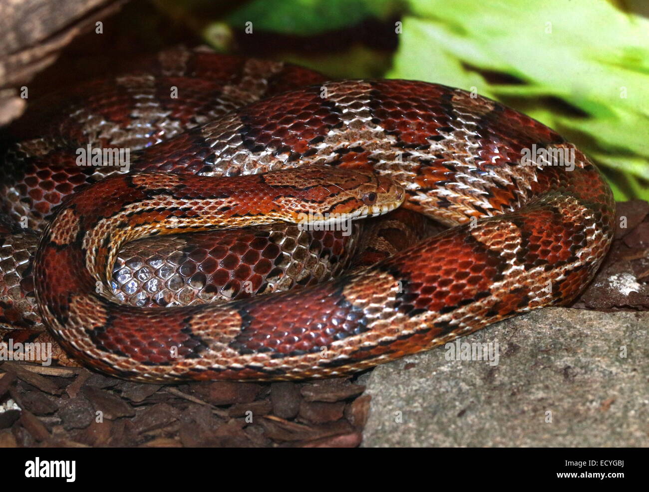 North American non venomous Corn Snake (Pantherophis guttatus) Stock Photo