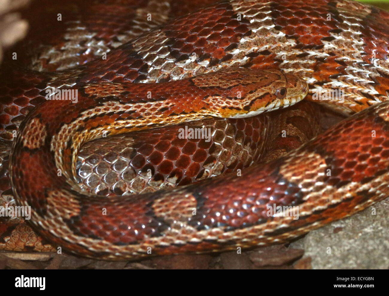 North American non venomous Corn Snake (Pantherophis guttatus) Stock Photo
