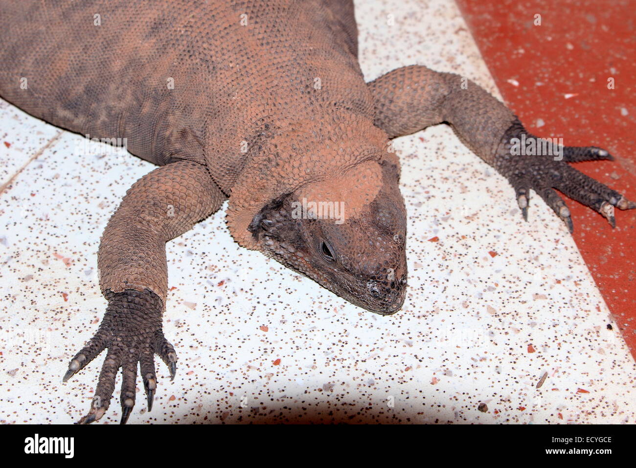 North American Common Chuckwalla (Sauromalus ater, formerly S. obesus) at Amersfoort Zoo, The Netherlands Stock Photo