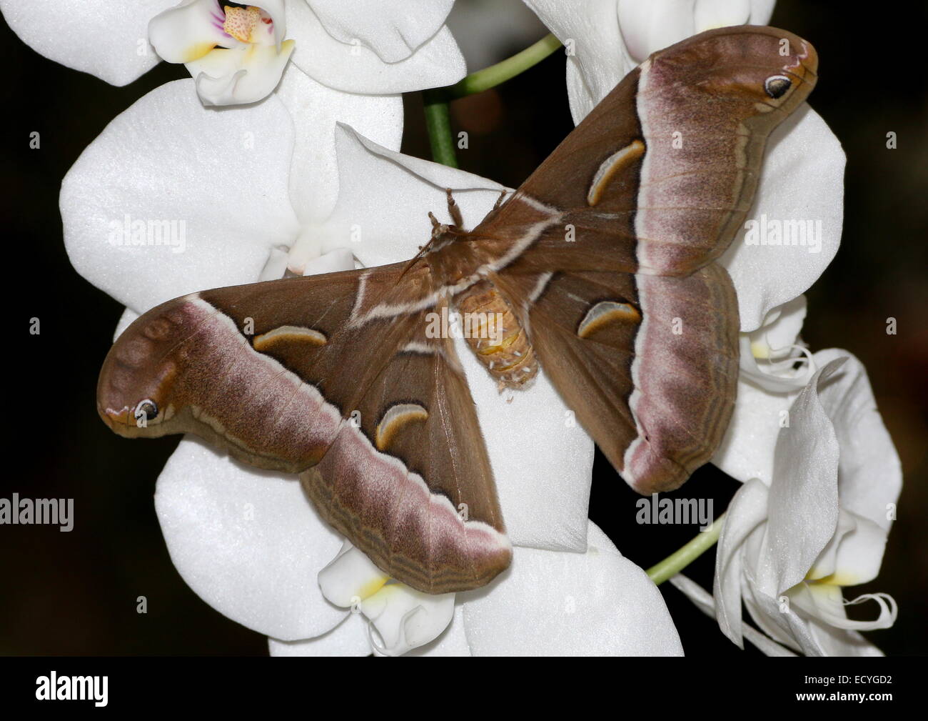 Close-up of a Giant Asian Silanthus Silkmoth or  Eri silkmoth ( Samia cynthia) on a tropical white orchid flower Stock Photo