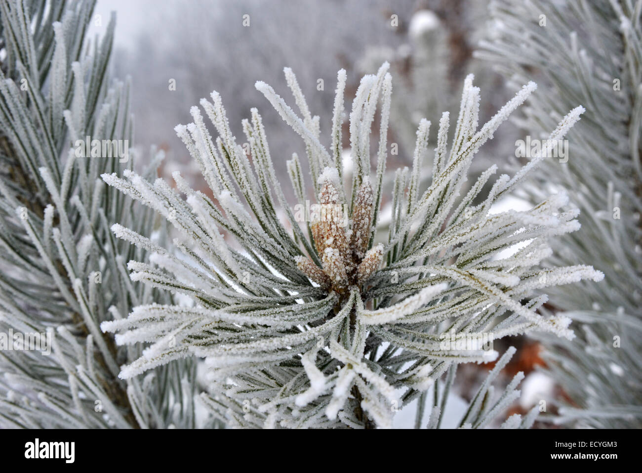 Frost tree close up hi-res stock photography and images - Alamy