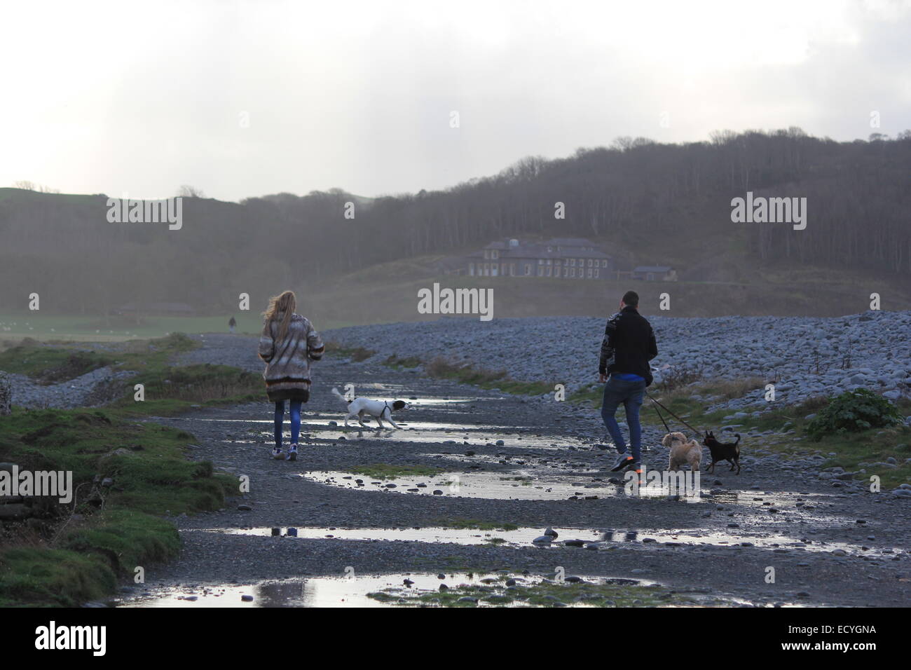 Aberystwyth Wales, Dog walkers enjoy a stroll on a typical Welsh Winters day. Stock Photo