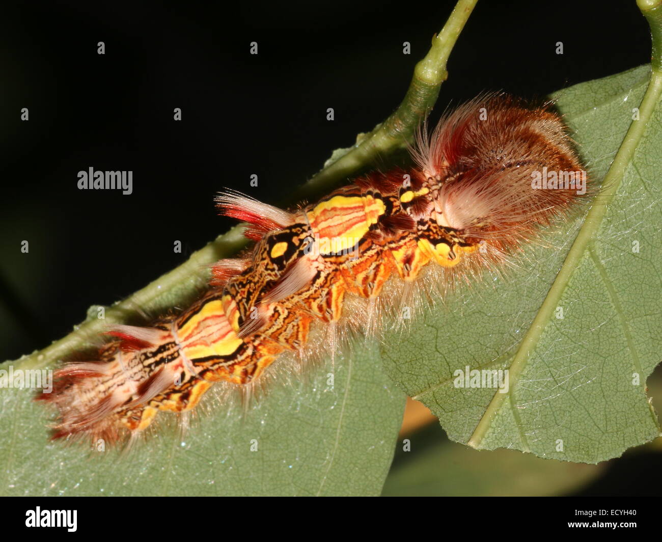 Colourful caterpillar of the South American Blue Morpho or Emperor butterfly (Morpho peleides) Stock Photo