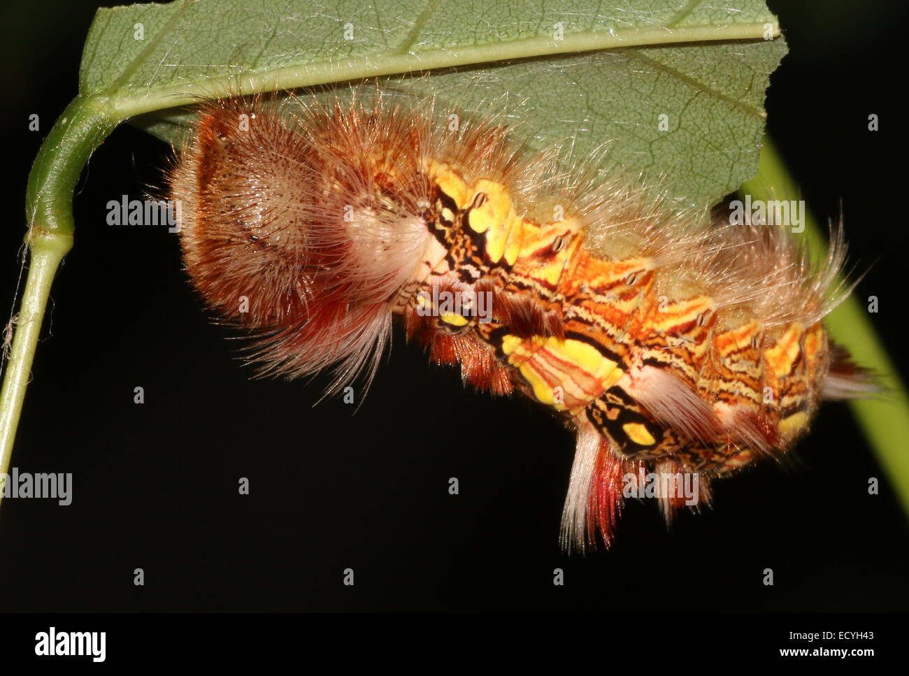 Colourful caterpillar of the South American Blue Morpho or Emperor butterfly (Morpho peleides
