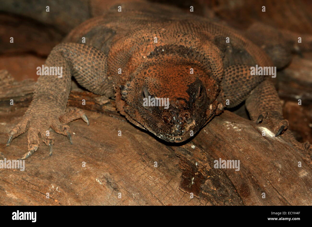 Desert dwelling North American Common Chuckwalla (Sauromalus ater, formerly Sauromalus obesus) Stock Photo