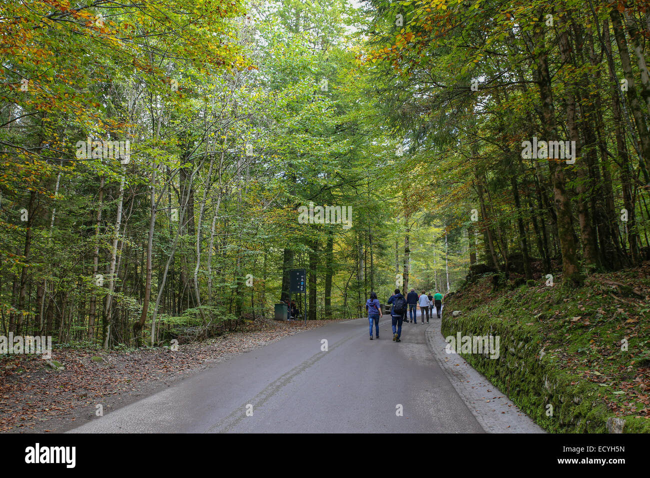 tourists walking pavement outdoor forest Stock Photo
