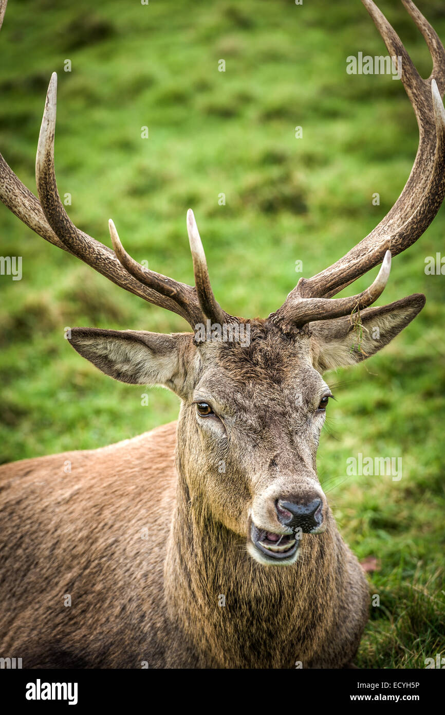 Native red deer hi res stock photography and images Alamy Native red deer hi res stock photography and images Alamy