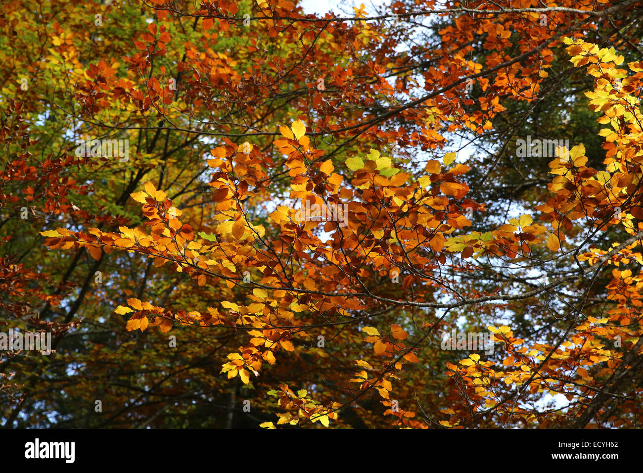 bright colorful leaves during the autumn/fall season Stock Photo
