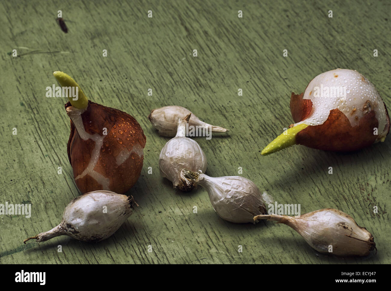 germinated and prepared for planting spring bulbs plants Stock Photo