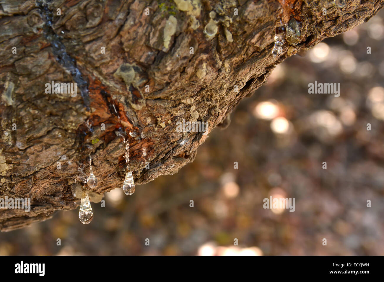 Silvery drops of mastic resin ooze from a mastic tree on the Greek island of Chios Stock Photo
