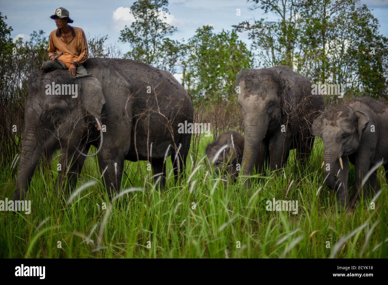 A mahout leads elephant herd in feeding ground, Way Kambas National Park. Stock Photo