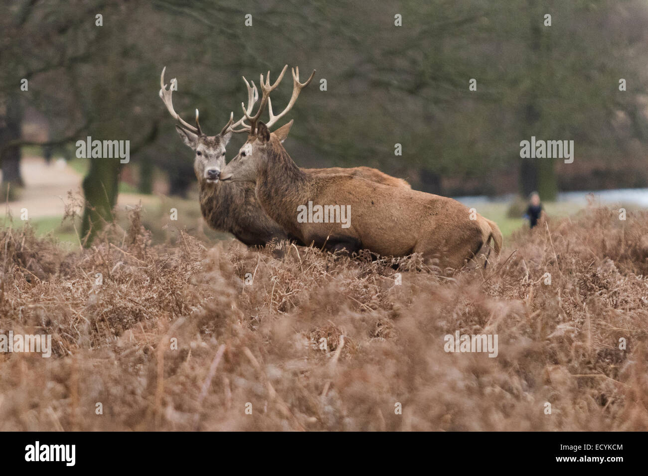 Red deer in Richmond Park in London Stock Photo - Alamy