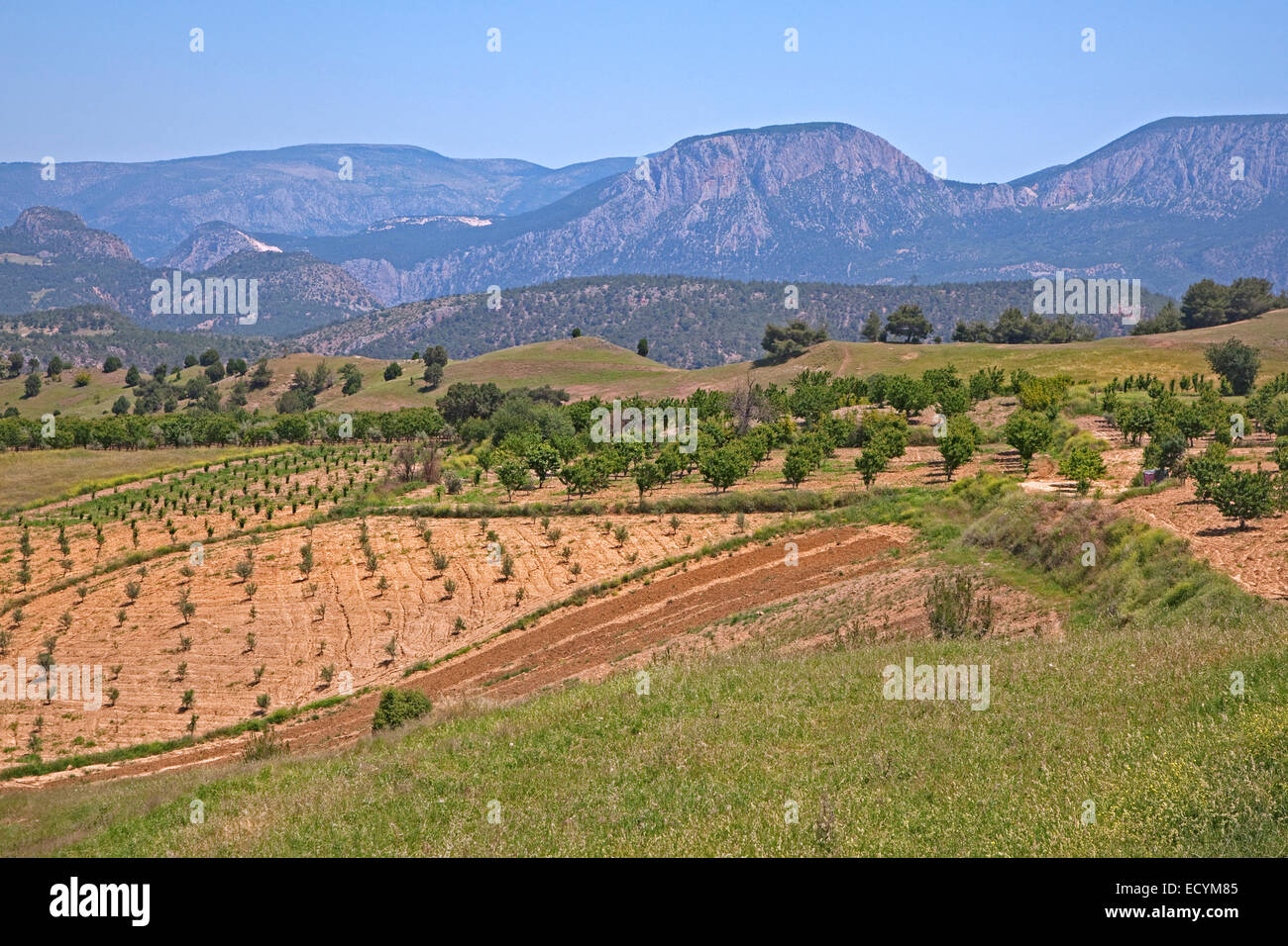 Orchards in rural landscape, Turkey Stock Photo