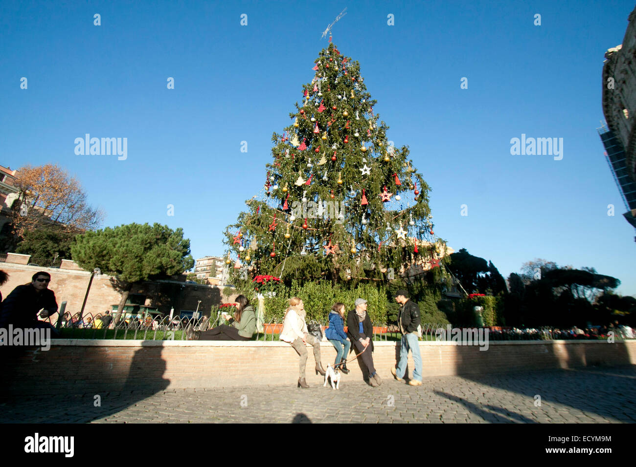 Rome Italy. 22nd Dec, 2014. Rome Colosseum with decorated season Christmas tree. Credit:  amer ghazzal/Alamy Live News Stock Photo