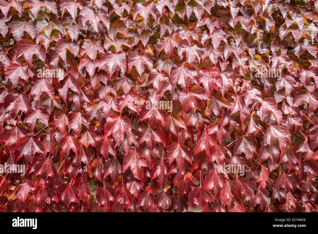 Virginia creeper wall plant West End Northleach The Cotswolds Gloucestershire England Stock