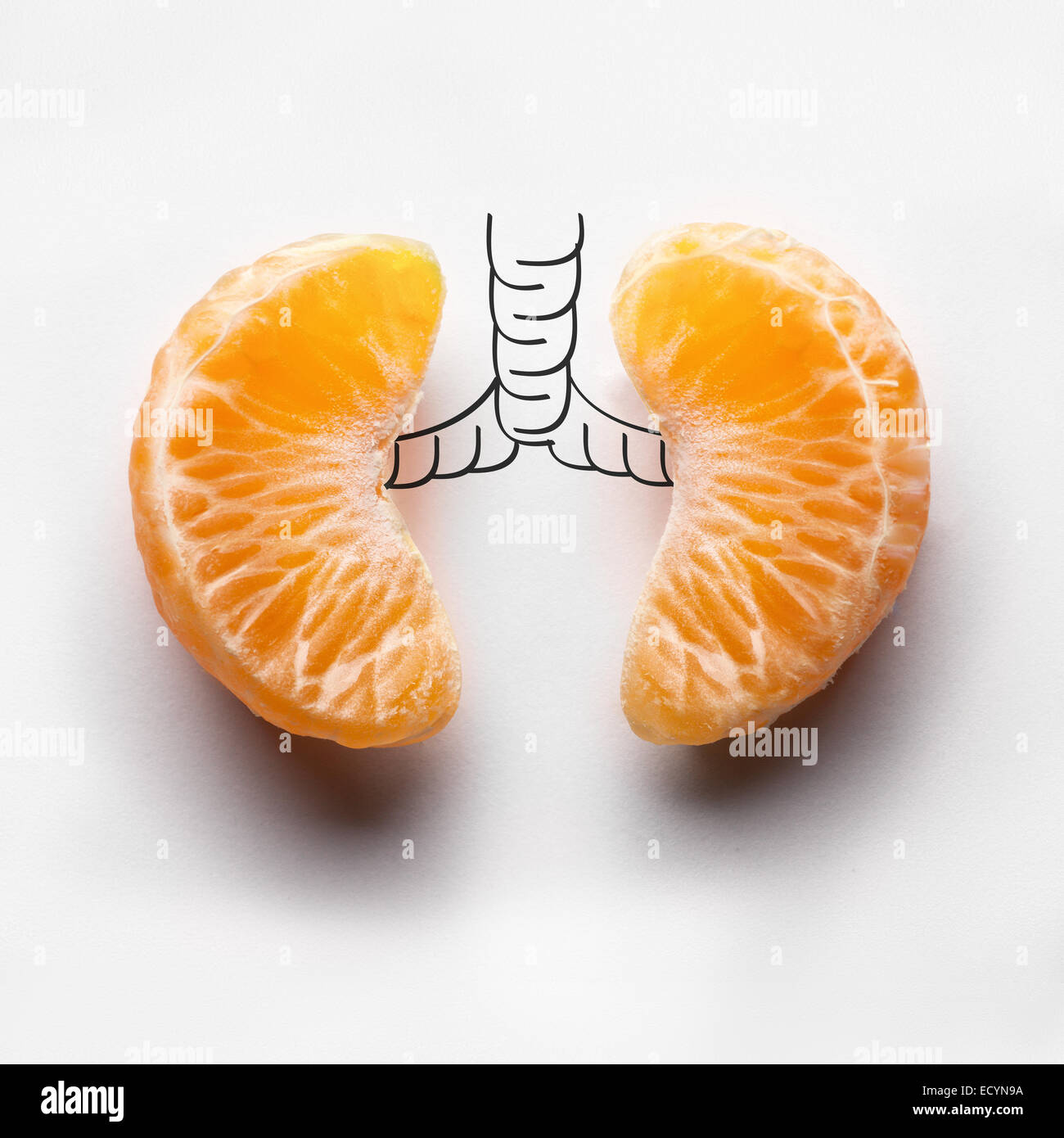 A health concept of unhealthy human lungs of a smoker with lung cancer in dark shadows, made of mandarin segments. Stock Photo