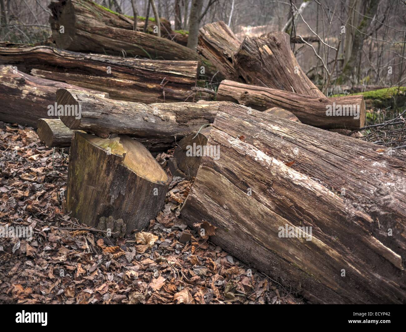 Broken tree in the mountain wood Stock Photo