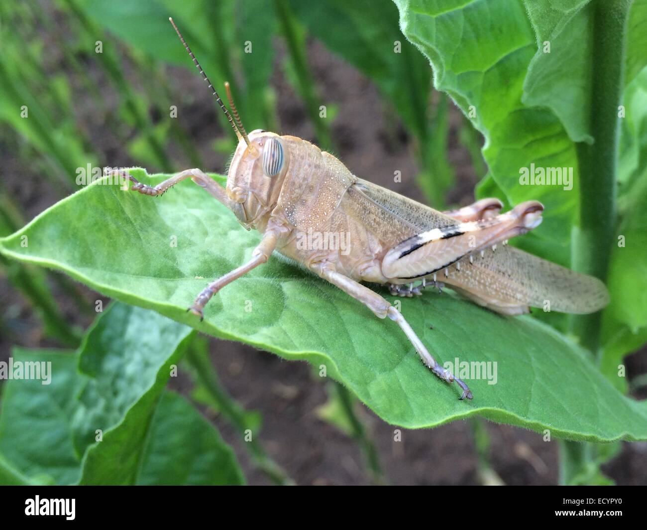 Huge insects hi-res stock photography and images - Alamy
