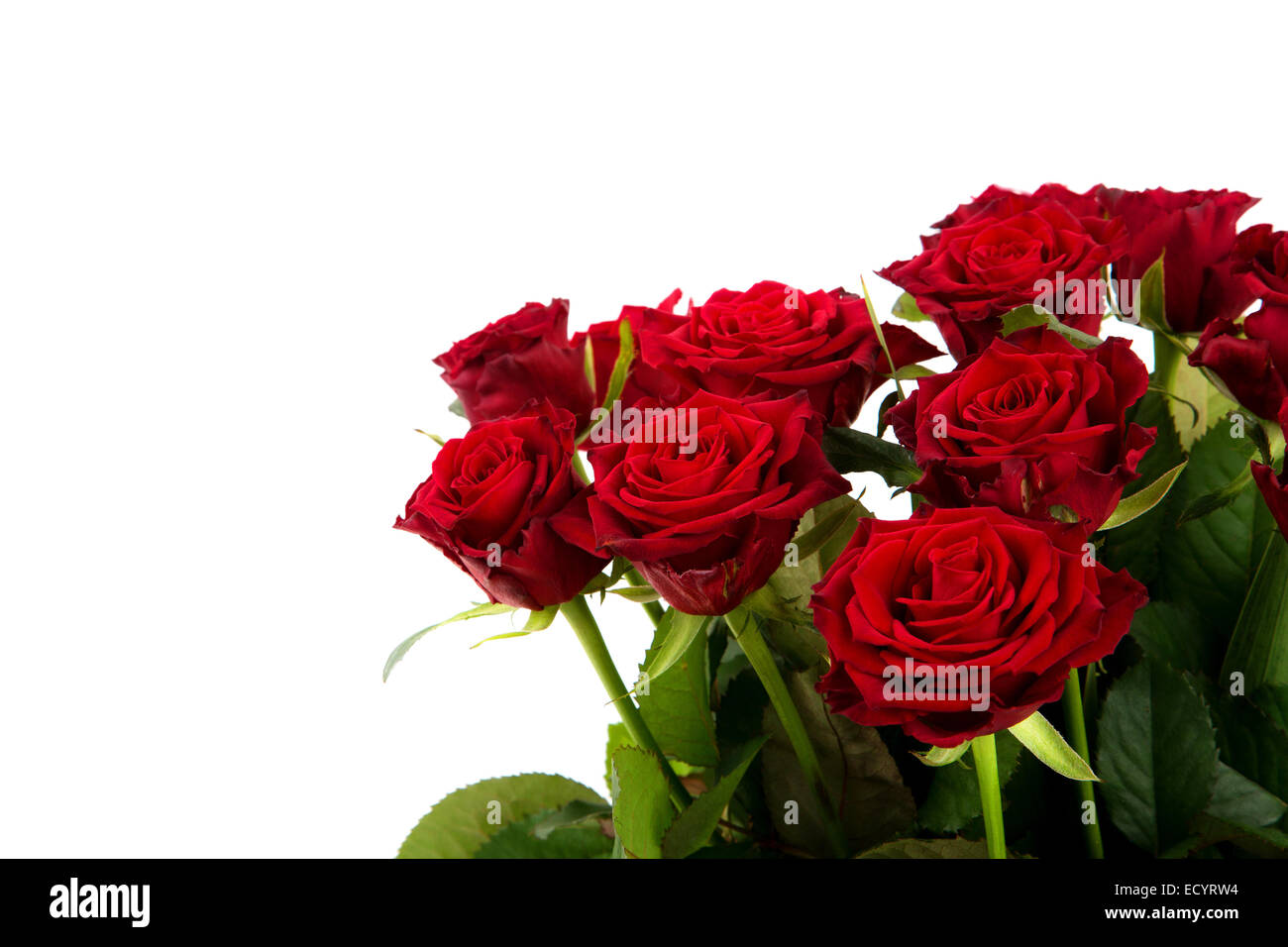 Red roses on a white background Stock Photo