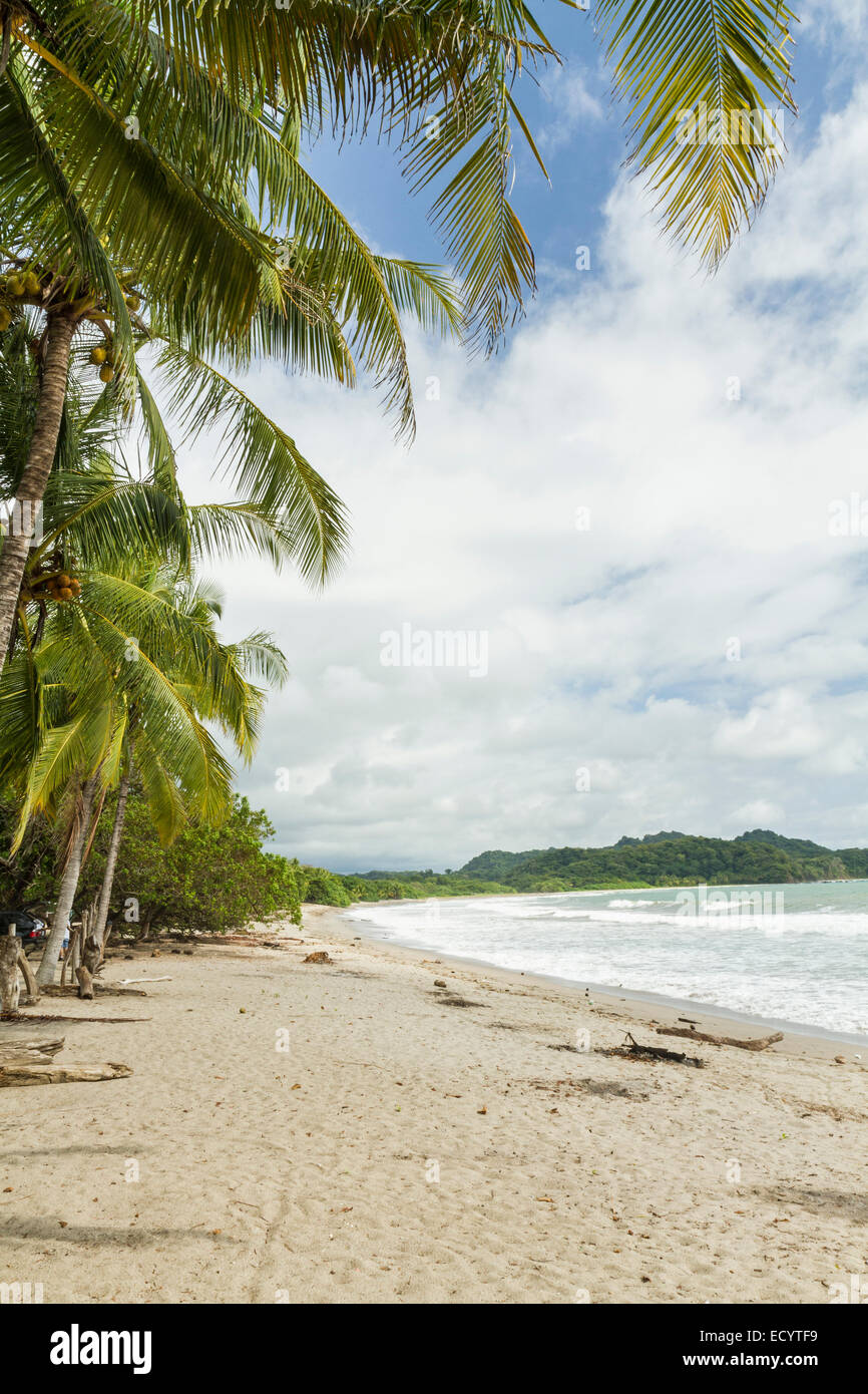 Palm trees shade the beach at quiet Playa Garza in Nosara, Costa Rica