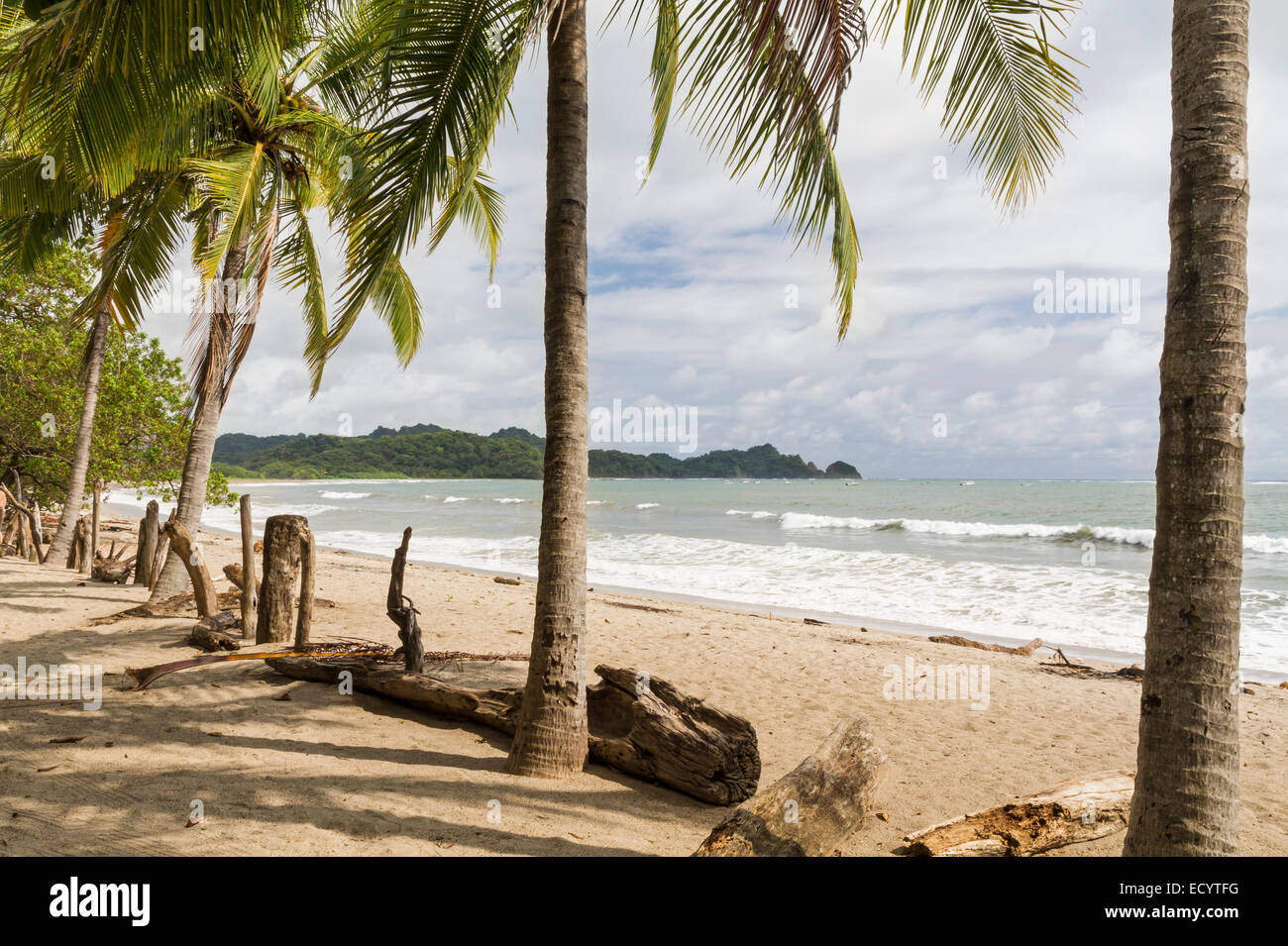 Palm trees shade the beach at quiet Playa Garza in Nosara, Costa Rica Stock Photo
