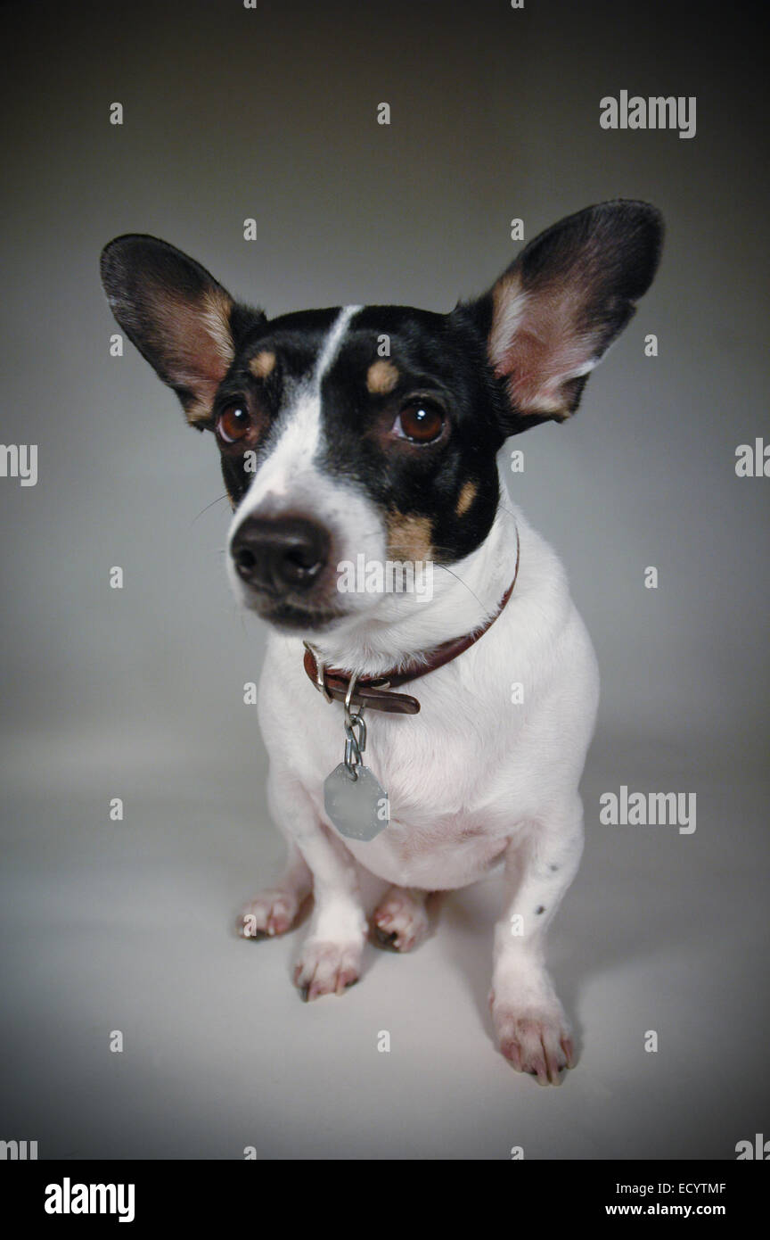 Cute Rat Terrier Puppy Stock Photo Alamy
