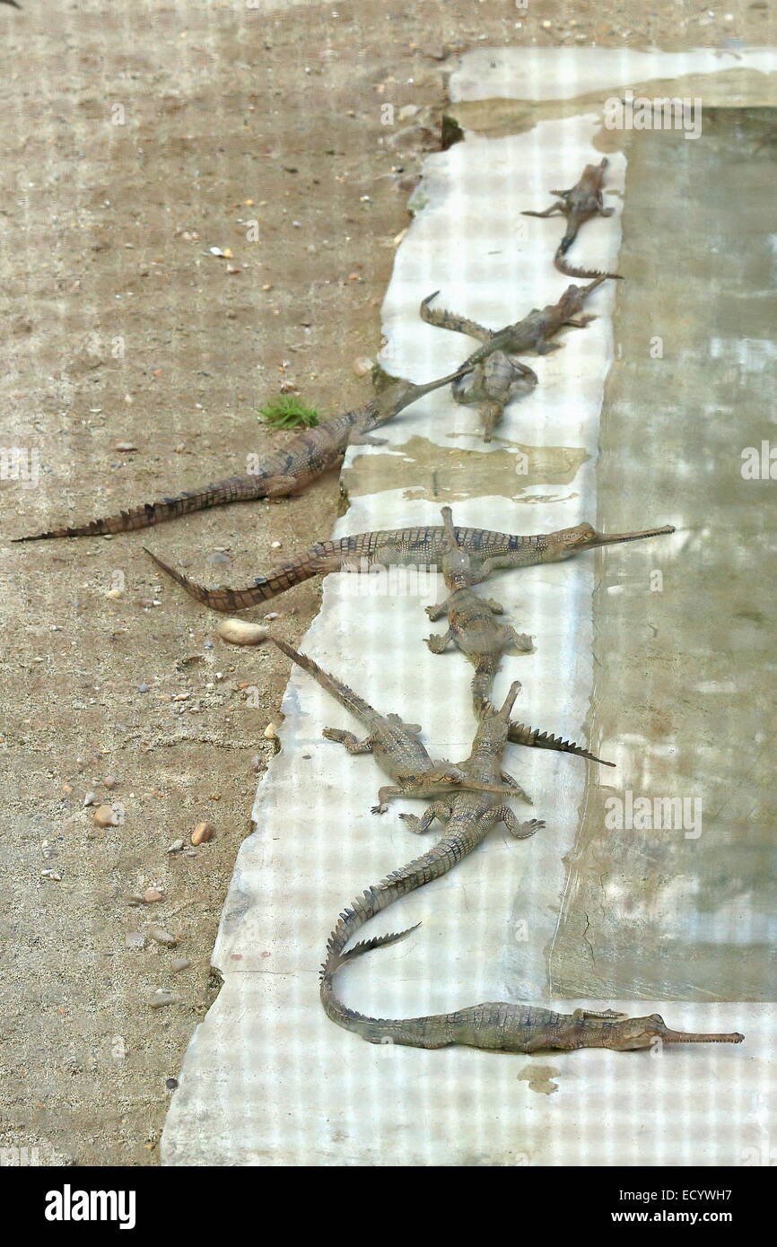 Breeding young gharials -gavialis gangeticus- being reared and raised to 6-9 years age under protection-Gharial Conservation Pro Stock Photo