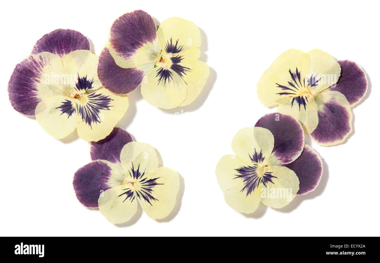 pressed pansy flowers Stock Photo