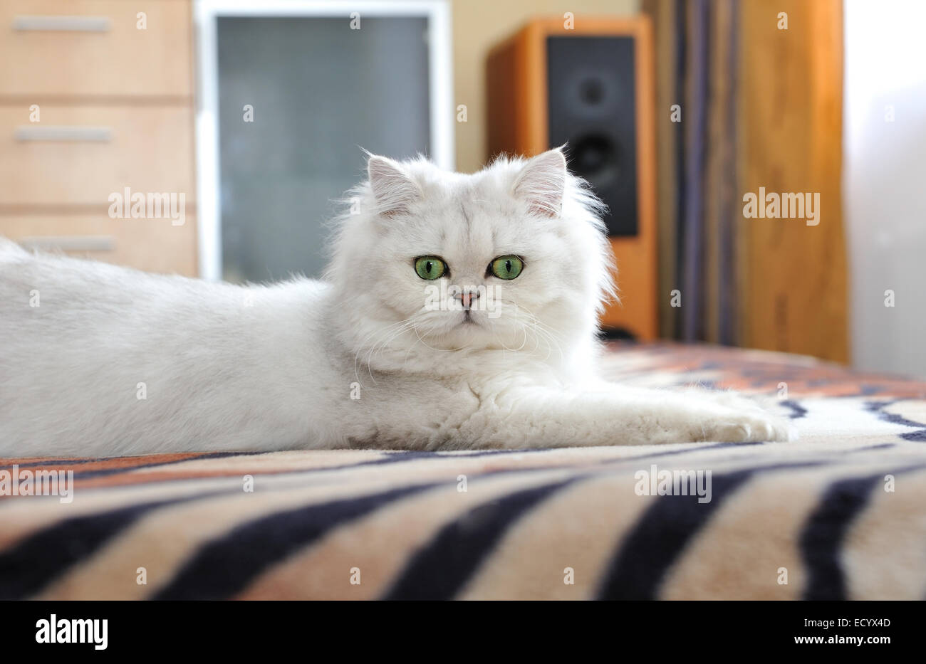 White cat with green eyes lying on the couch. Stock Photo