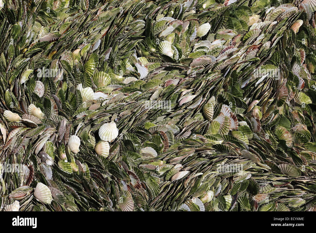 Sea shells on the beach, Port en Bessin, Normandy, France Stock Photo