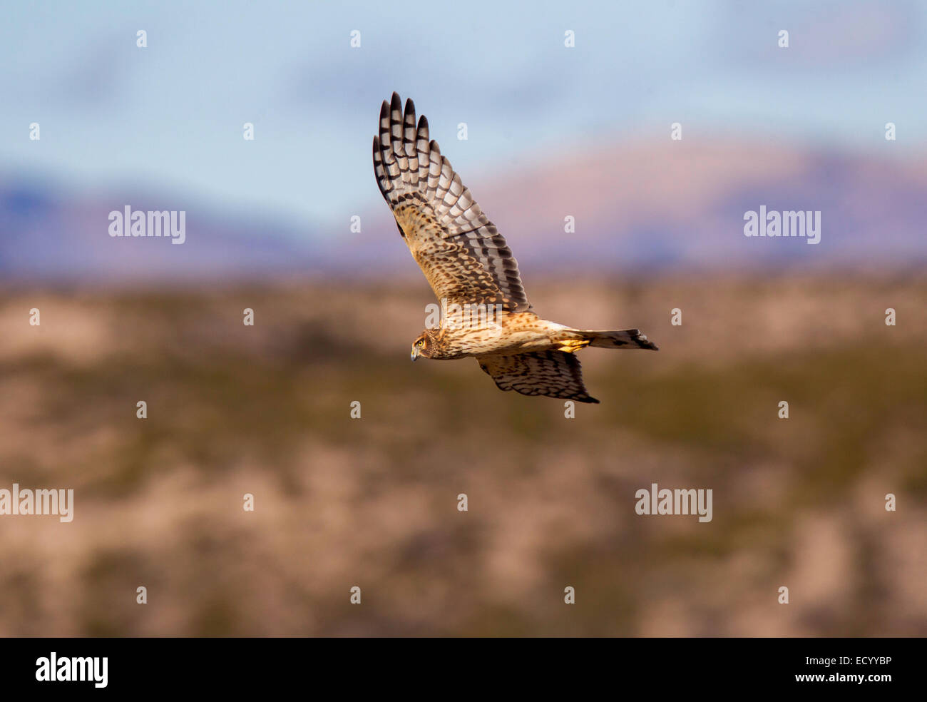 Northern Harrier  Circus cyaneus Socorro County, New Mexico, United States 14 December       Adult Female      Accipitridae Stock Photo