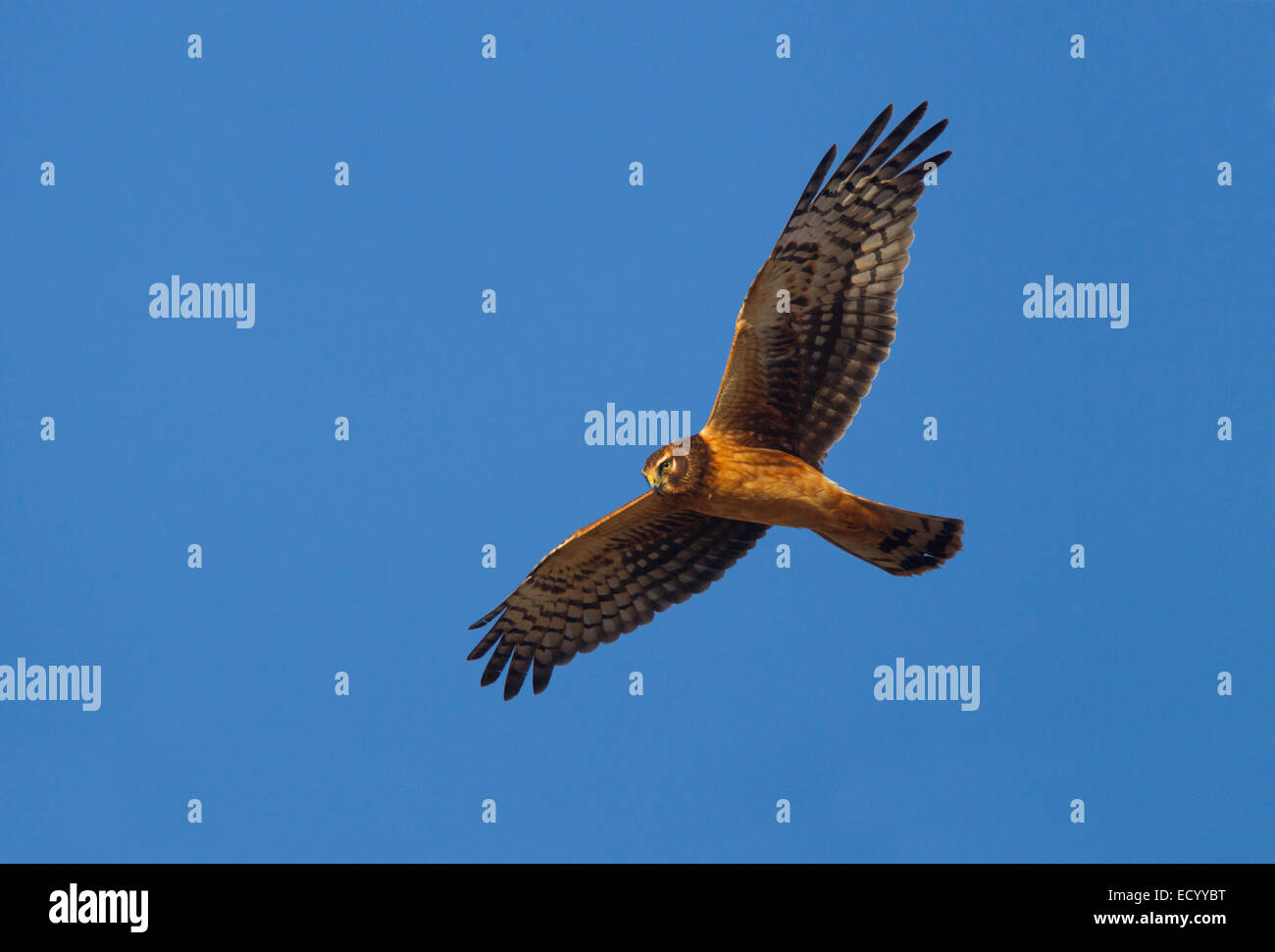 Northern Harrier  Circus cyaneus Socorro County, New Mexico, United States 15 December       Immature      Accipitridae Stock Photo