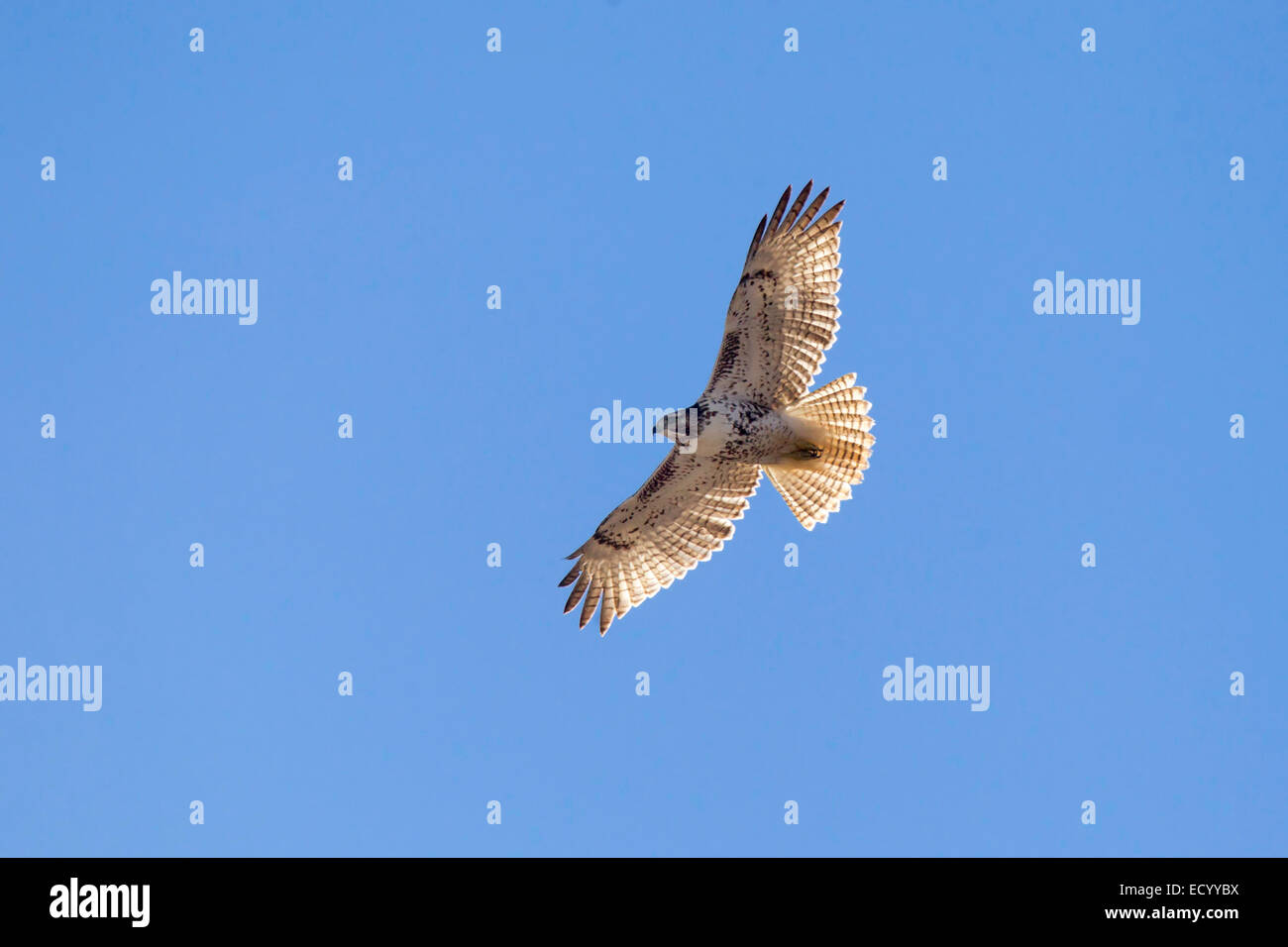 Red-tailed Hawk Buteo jamaicensis Socorrow County, New Mexico, United States 15 December        Immature      Accipitridae Stock Photo