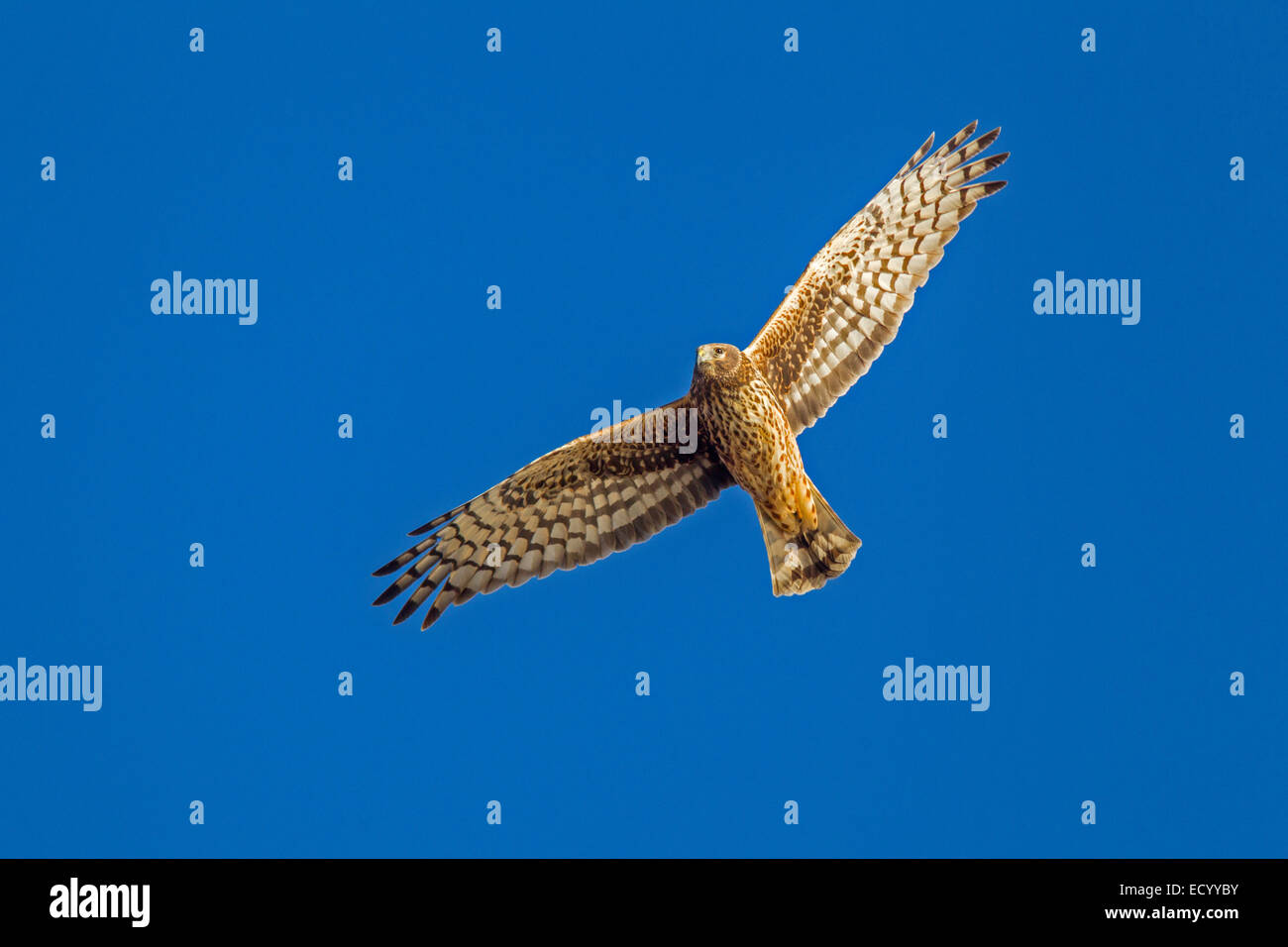 Northern Harrier  Circus cyaneus Socorro County, New Mexico, United States 15 December       Adult Female      Accipitridae Stock Photo