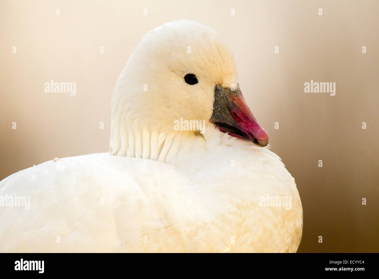Ross' Goose  Anser rossii Bosque del Apache National Widlife Refuge, New Mexico, United States 15 December       Adult     Anati Stock Photo