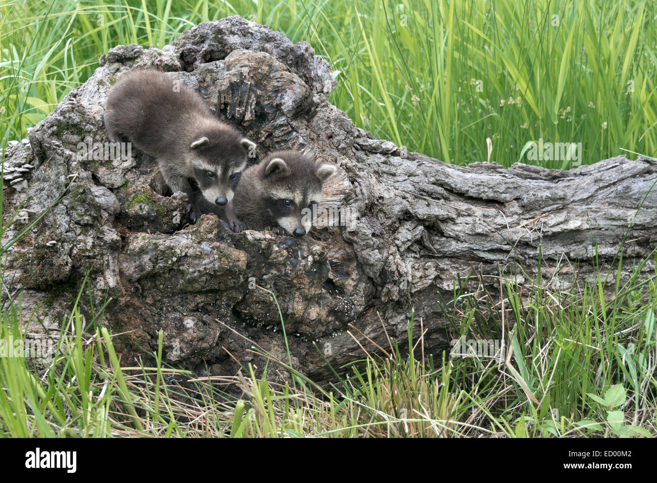 Pair of curious raccoons in an old log, near Sandstone, Minnesota, USA Stock Photo