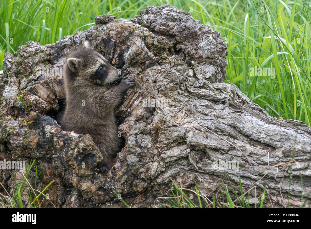 Young raccoon in an old log, near Sandstone, Minnesota, USA Stock Photo