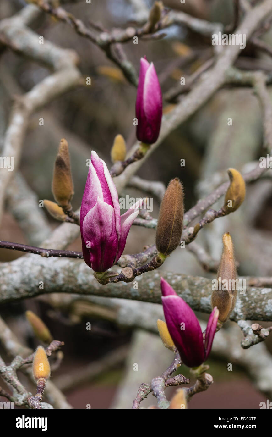 magnolia buds before blossom Stock Photo Alamy