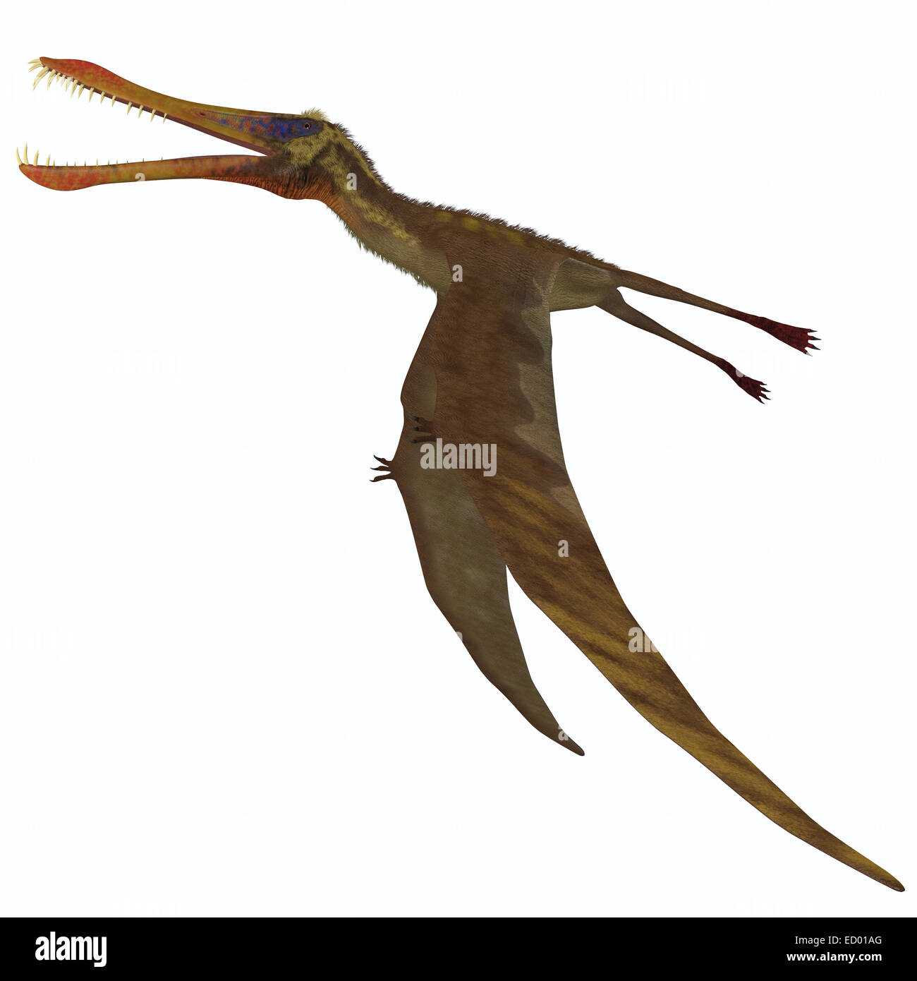 Pterosaur size comparison, artwork - Stock Image - C008/3853