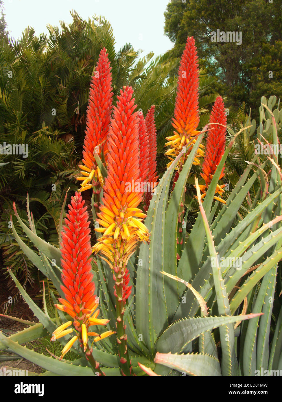 Large cluster of spectacular tall flame red / orange spikes of flowers rising from light green leaves of Aloe species Stock Photo